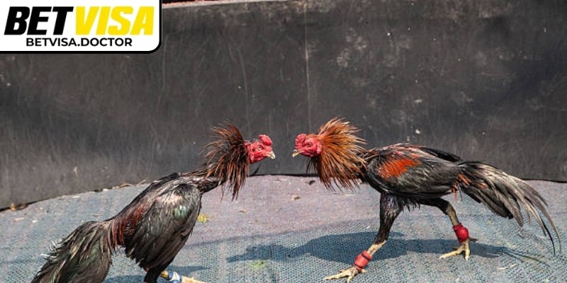 Hiểu cách đọc và tỷ lệ kèo giúp chơi hiệu quả