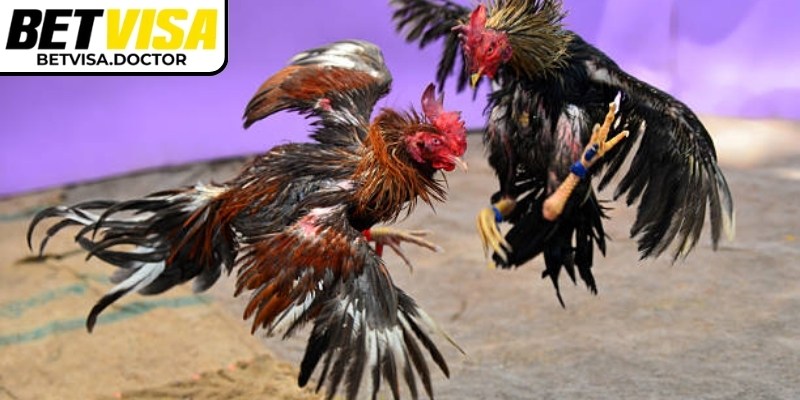 Đá gà 4K BetVisa hỗ trợ trực tiếp 24/7 và nhiều ưu đãi hấp dẫn