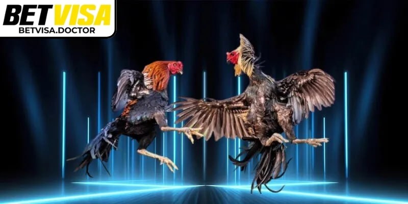 Đá gà cựa dao BetVisa độc đáo, kịch tính