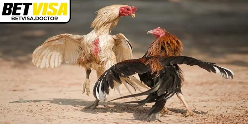 Tìm hiểu luật trước khi cược tiền đá gà cựa dao Betvisa