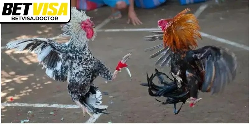 Theo dõi trận đấu từ đầu để đánh giá chiến kê và đưa ra quyết định