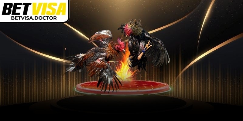 Đá gà cựa sắt BetVisa có tính cạnh tranh cao