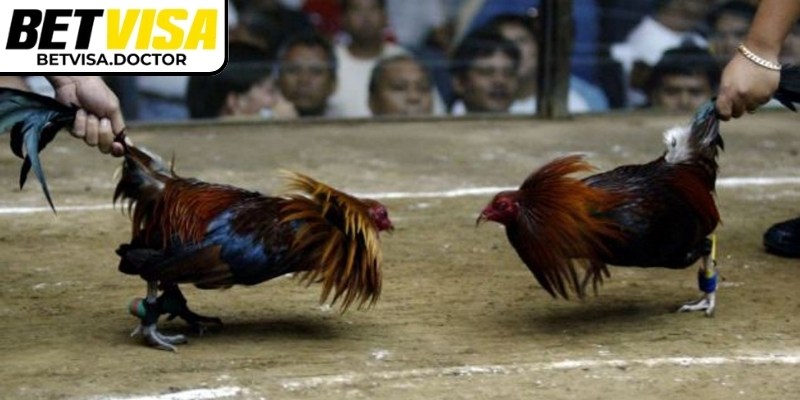 Hiểu rõ các loại kèo để đặt cược chính xác