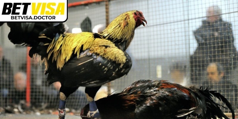 Sử dụng dữ liệu từ các trận trước giúp nhận biết xu hướng ra đòn