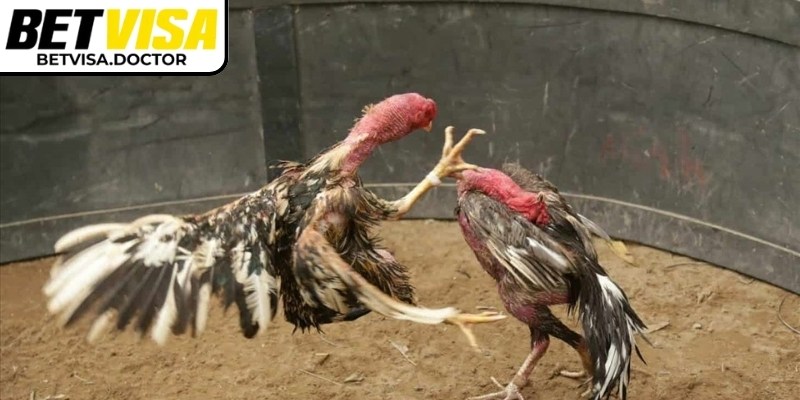 Chọn trận đấu yêu thích từ danh sách trực tiếp