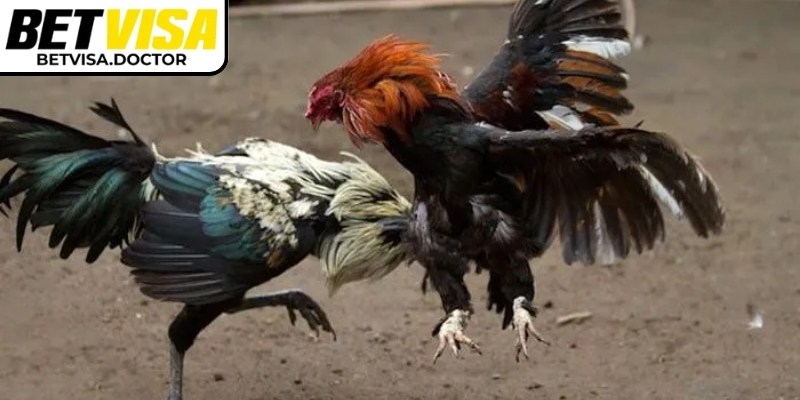 Cược nhỏ trước khi đặt lớn