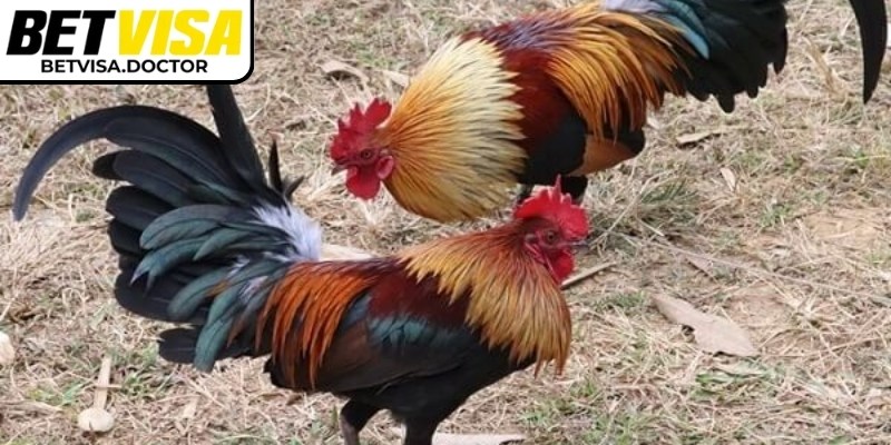 Kèo hòa trong đá gà tre Betvisa xuất hiện khi hai chiến kê thi đấu ngang sức