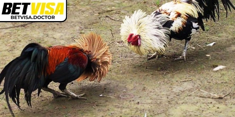 Đá gà tre BetVisa là cơ hội lý tưởng cho những ai yêu thích sự kịch tính