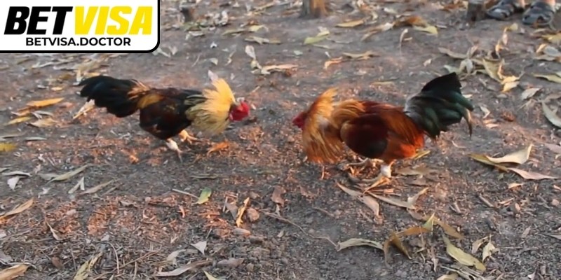 Kết hợp các loại kèo mang lại cơ hội thắng cao