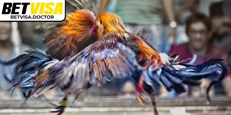 Các bước đặt cược trong đá gà hiệu quả