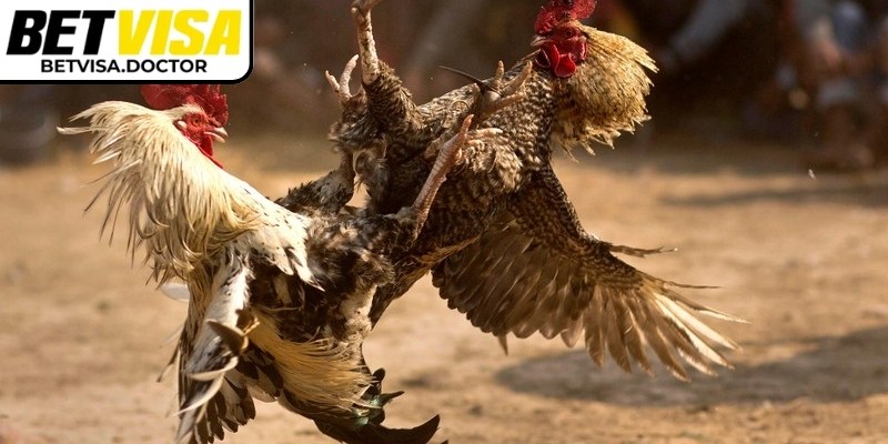 Đá gà trực tiếp BetVisa được nhiều người ưa chuộng