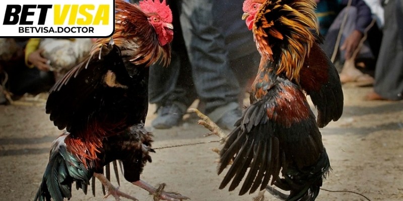 Kèo chấp tiền xuất hiện khi có sự chênh lệch về sức mạnh hoặc kinh nghiệm