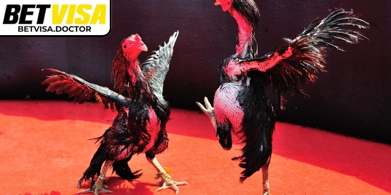 Luật lệ cơ bản của kèo máu Betvisa dễ hiểu nhất