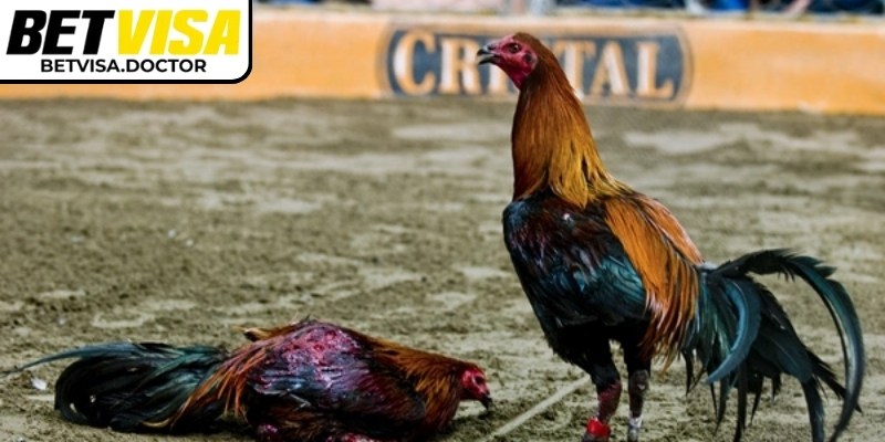 Chọn trận có lịch sử, thống kê lối đánh để dự đoán kèo chính xác hơn