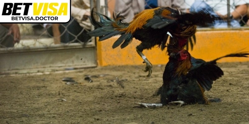 Kèo máu BetVisa thiết kế dựa trên chỉ số sát thương